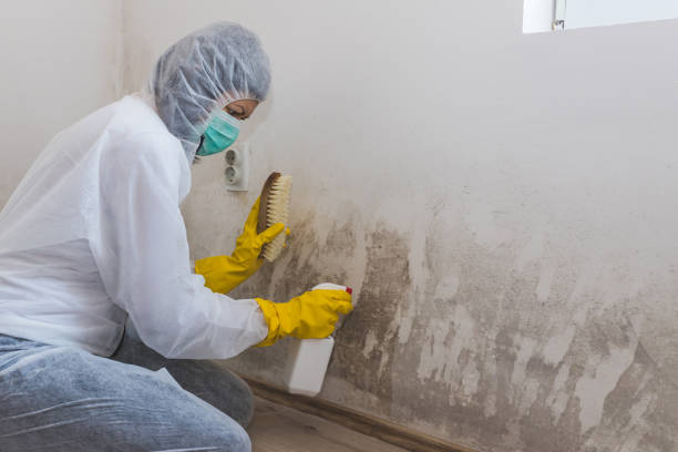 Best Toxic Mold Removal  in Bloomfield, IN