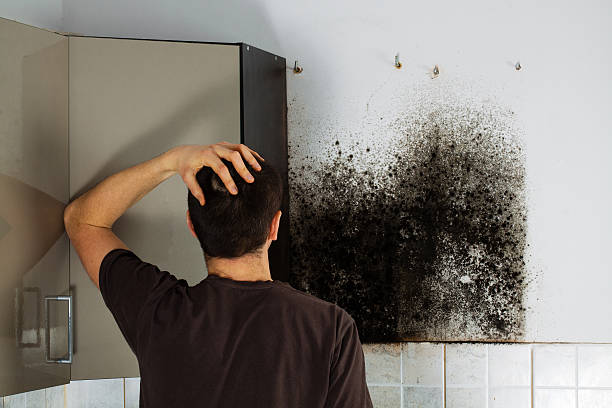 Best Residential Mold Removal  in Bloomfield, IN
