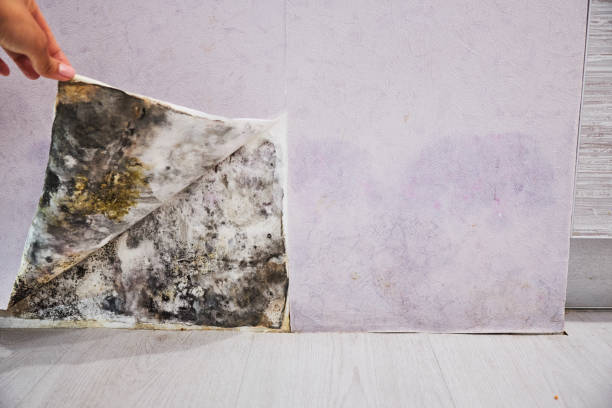 Best Mold Damage Repair  in Bloomfield, IN
